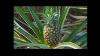 How Its Made Pineapples Discovery Channel